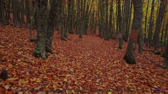 Леса и поля под этот трек - взрыв ощущений - Down In The Basement -- HoliznaCC0 -- Forager