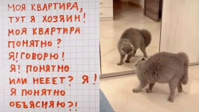 кот