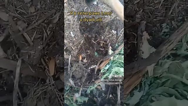 Доделал высокие грядки. начинаю наводить порядок #высокиегрядки #дядявитя #дача #сад #огород
