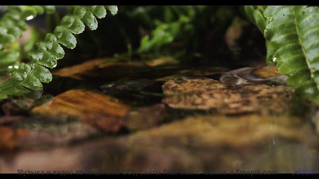 Прекраснее этого видео нет ничего на свете - докажи мне обратное! - Sacred Mountain -- Ayla Nereo --