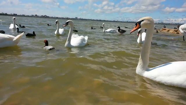 Водоплавающие Евпатории
