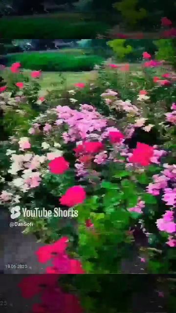 VID_20250619065916