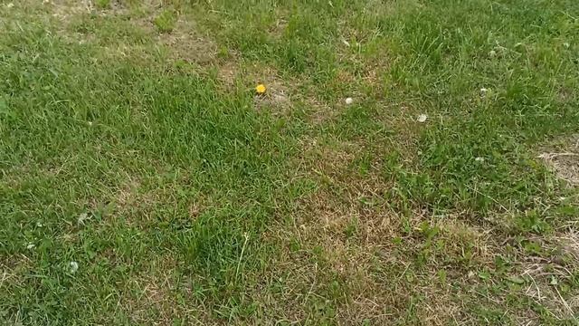 Дизель 🥎 Бейби 🌱 Агата 🌞 Клеопатра