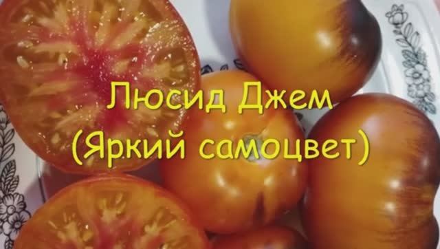 ТОМАТЫ. КАТАЛОГ  томатов на 2025 год.  г. Киров