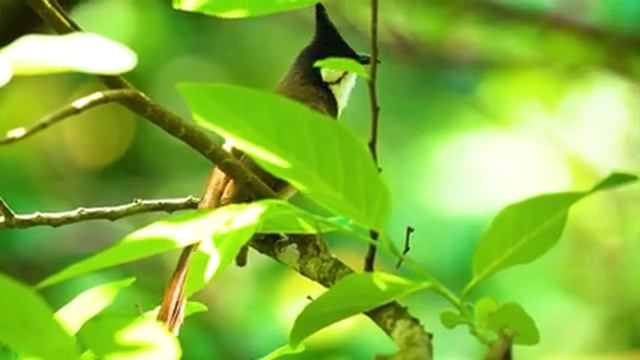 Звуки природы для отдыха и концентрации Часть 5