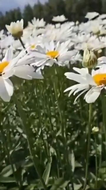 На ромашке погадаю