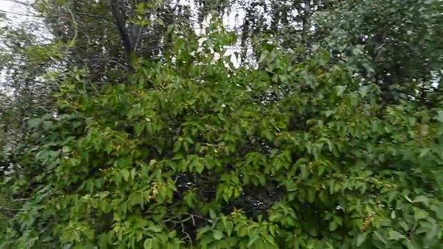 Фонтан в Медгородке. Тольятти