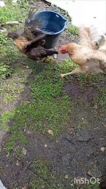 1000019918.mp4