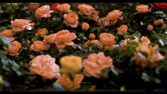 Музыка рвёт шаблоны вместе с этими кадрами - Rack Focus -- A. A. Aalto -- The West