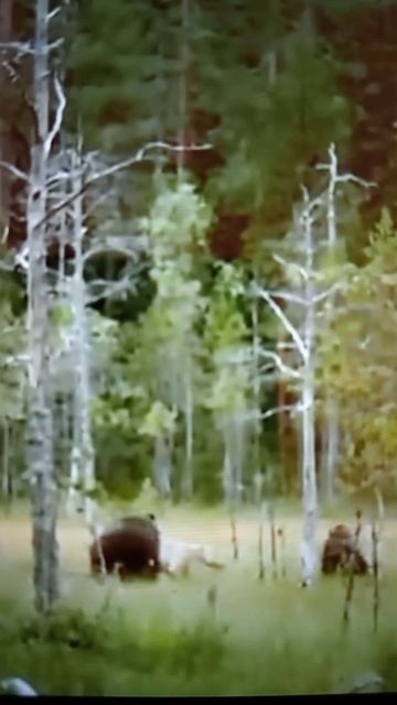 Схватка Медведей с Волками😯#Shorts