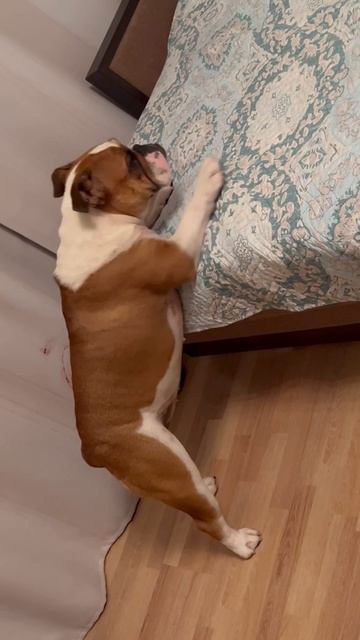 Милота