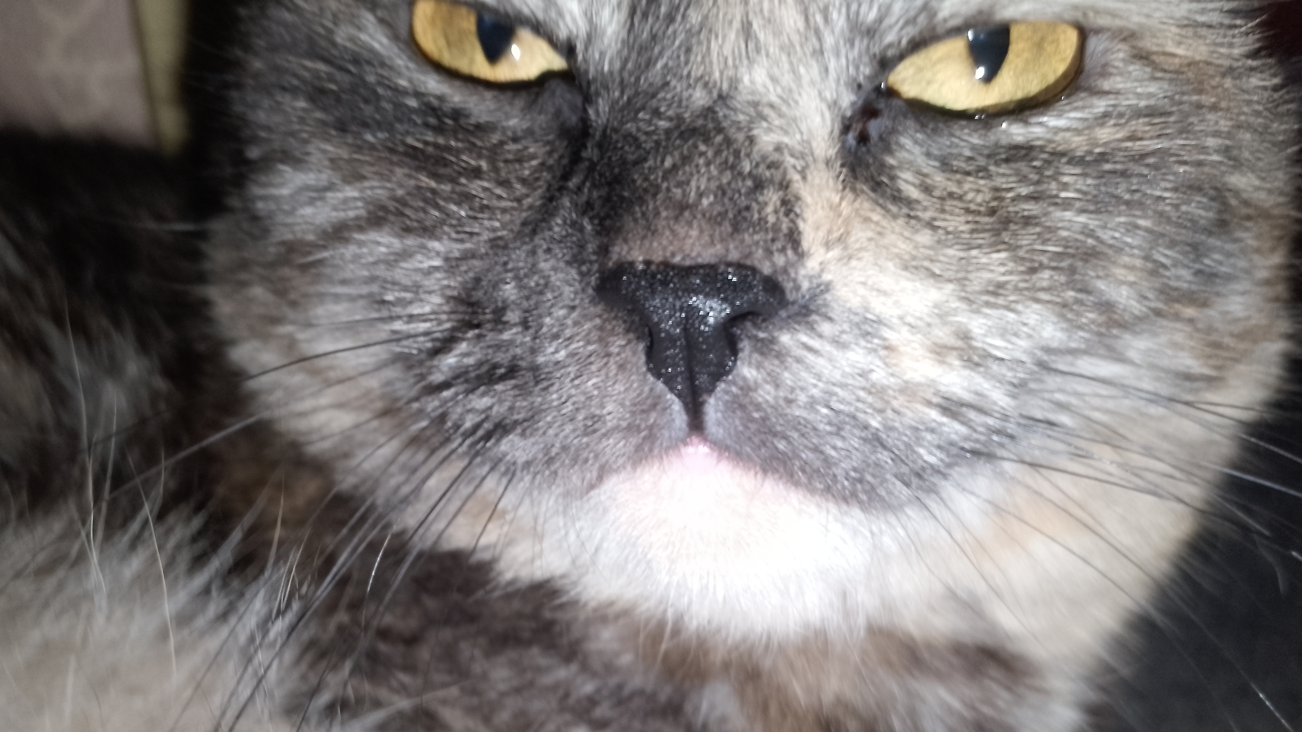 Моя кошка