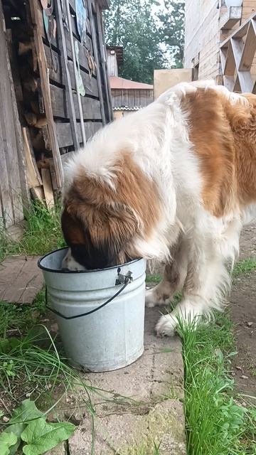 Привели на водопой