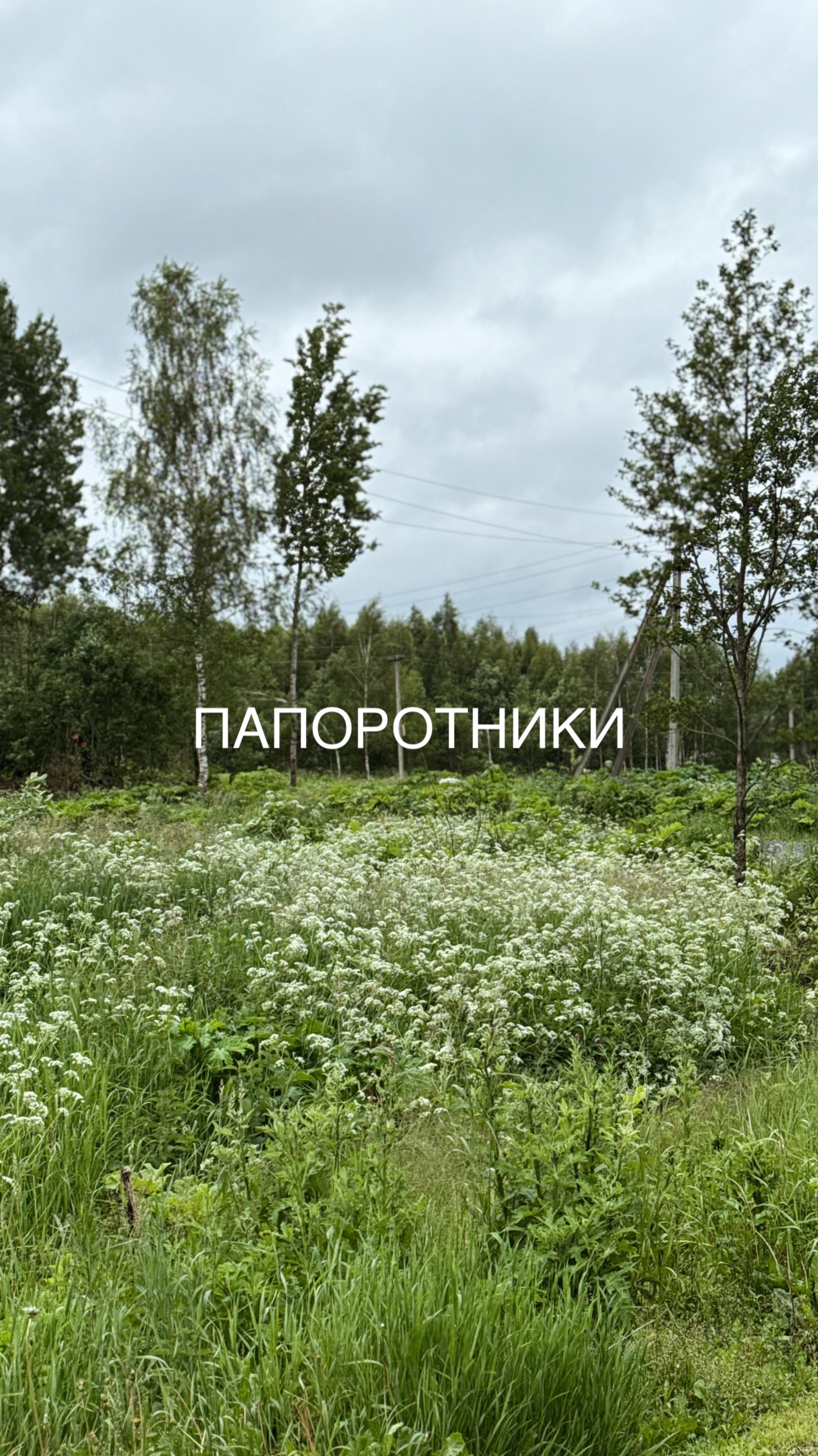 Что же стало с папоротниками, которые я выкапала у мамы на участке и посадила себе перед домом.
