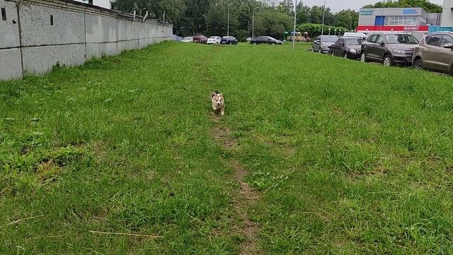 Всё я отдохнул, бежим, догоняююю ррафф