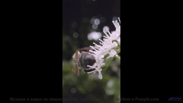 Поля расцветают, когда звучит такая сильная музыка - Thinking Free -- Ketsa -- 5D