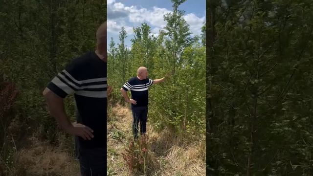 метасеквойя крупномеры