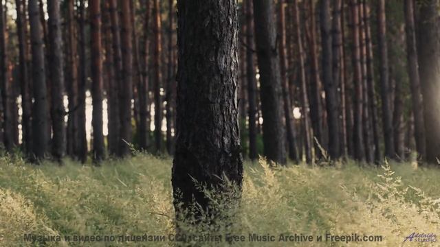 Кадры природы, которые смешнее любого стендапа! - Gold Rush -- Satellite State -- Collective