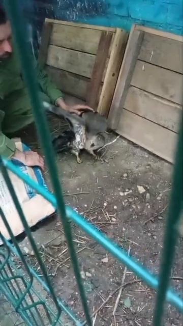 В Смоленске сотрудники Смолоблохотуправления подарили травмированному ястребу шанс на жизнь