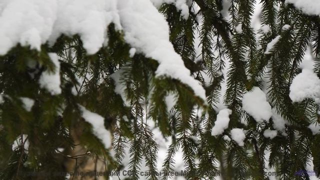 Леса звучат как музыка сердца вместе с этим треком - Touching Clouds -- Ketsa -- Metaphysics