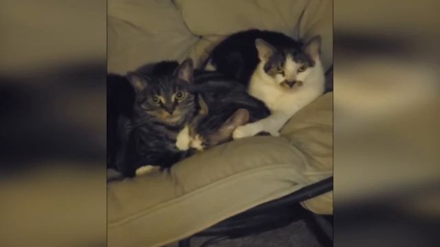 Нереально смешные видео моменты с животными ч.3