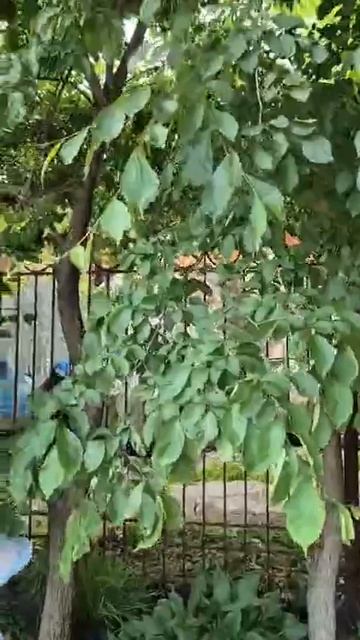 Во Владивостоке воспитательница детского сада огрела граблями наркомана, искавшего запрещённое вещес
