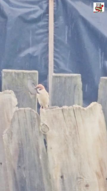 К Баксику в дождик прилетали Важные Гости 😇🌧🕊🕊❤️☔️🐶🏡
