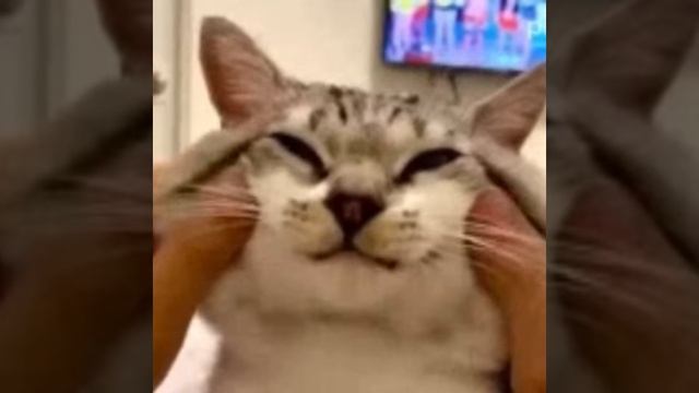 следующий кот  RISKD