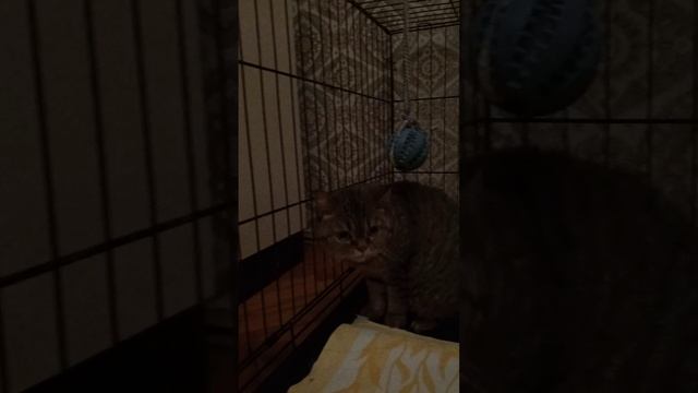 Кошечка адаптируется