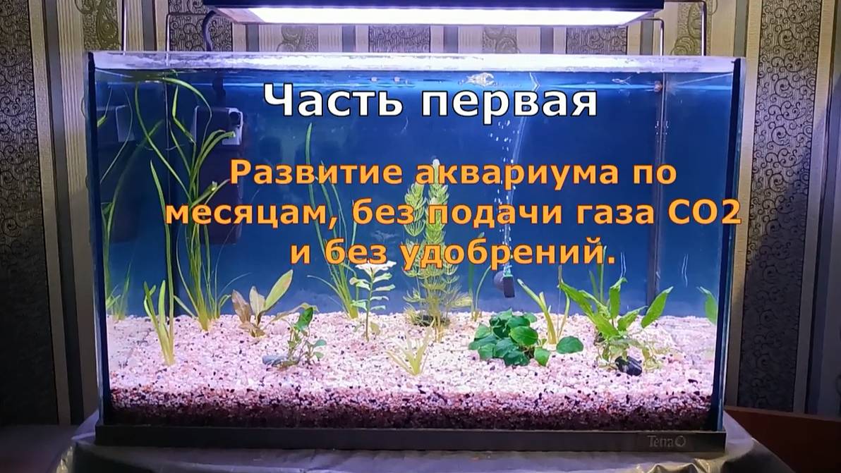 Часть 1. Развитие аквариума без СО2