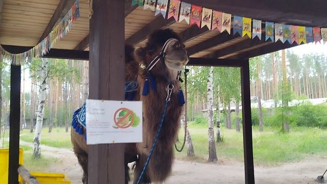 верблюд, какой же он огромный