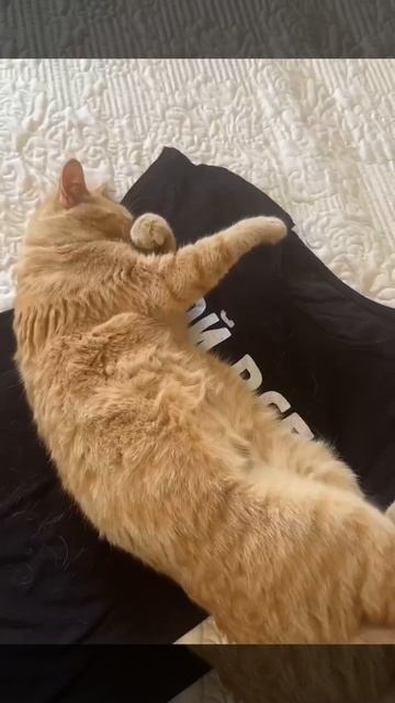 Главное же котика не потревожить😂