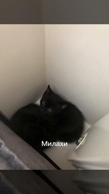 Милахи