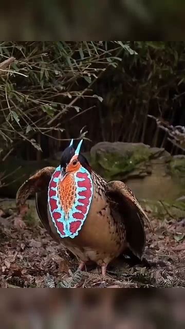 VID_20250619_191415_292.mp4