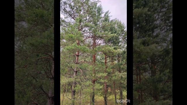 19 июня. Прогулка по лесу