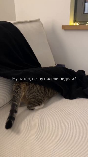 С Новым годом! #cat #happynewyear