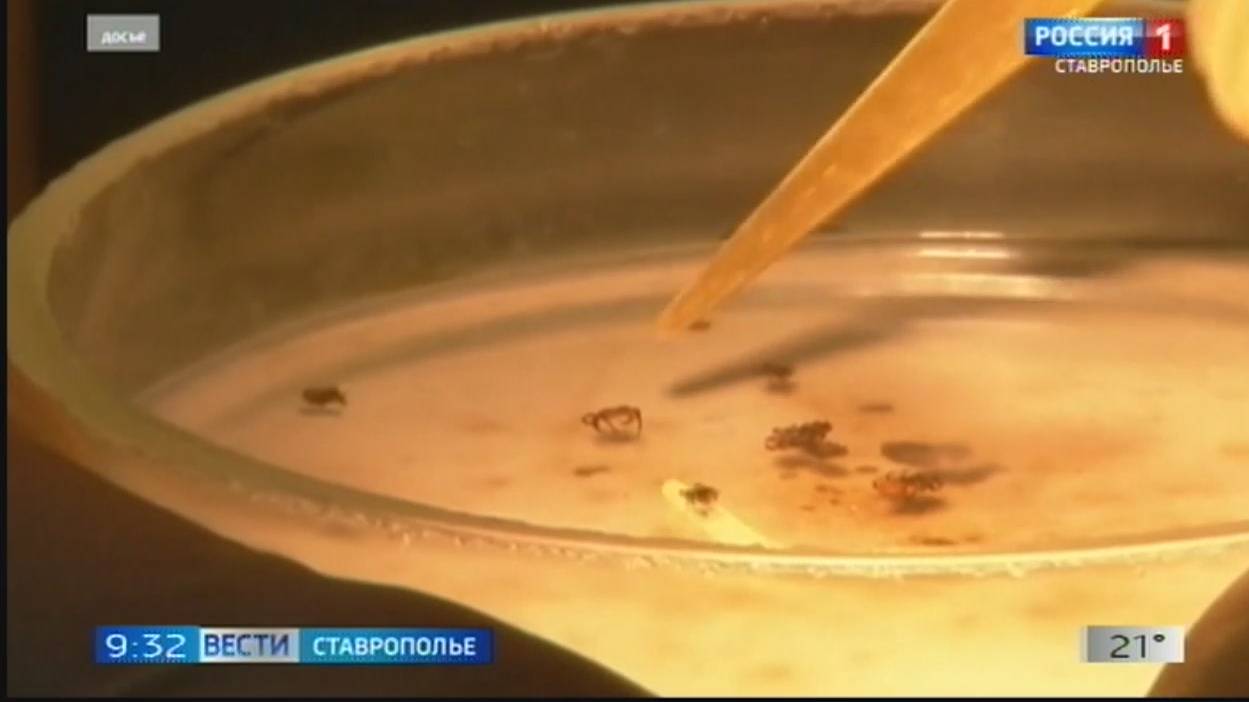 На Ставрополье клещи разносят опасные заболевания