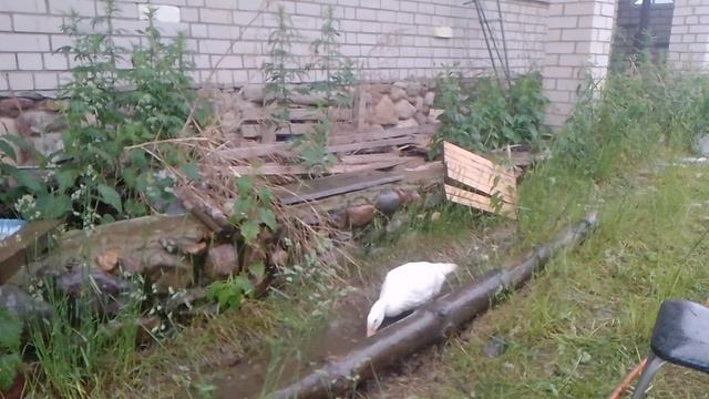 Счастливый гусь