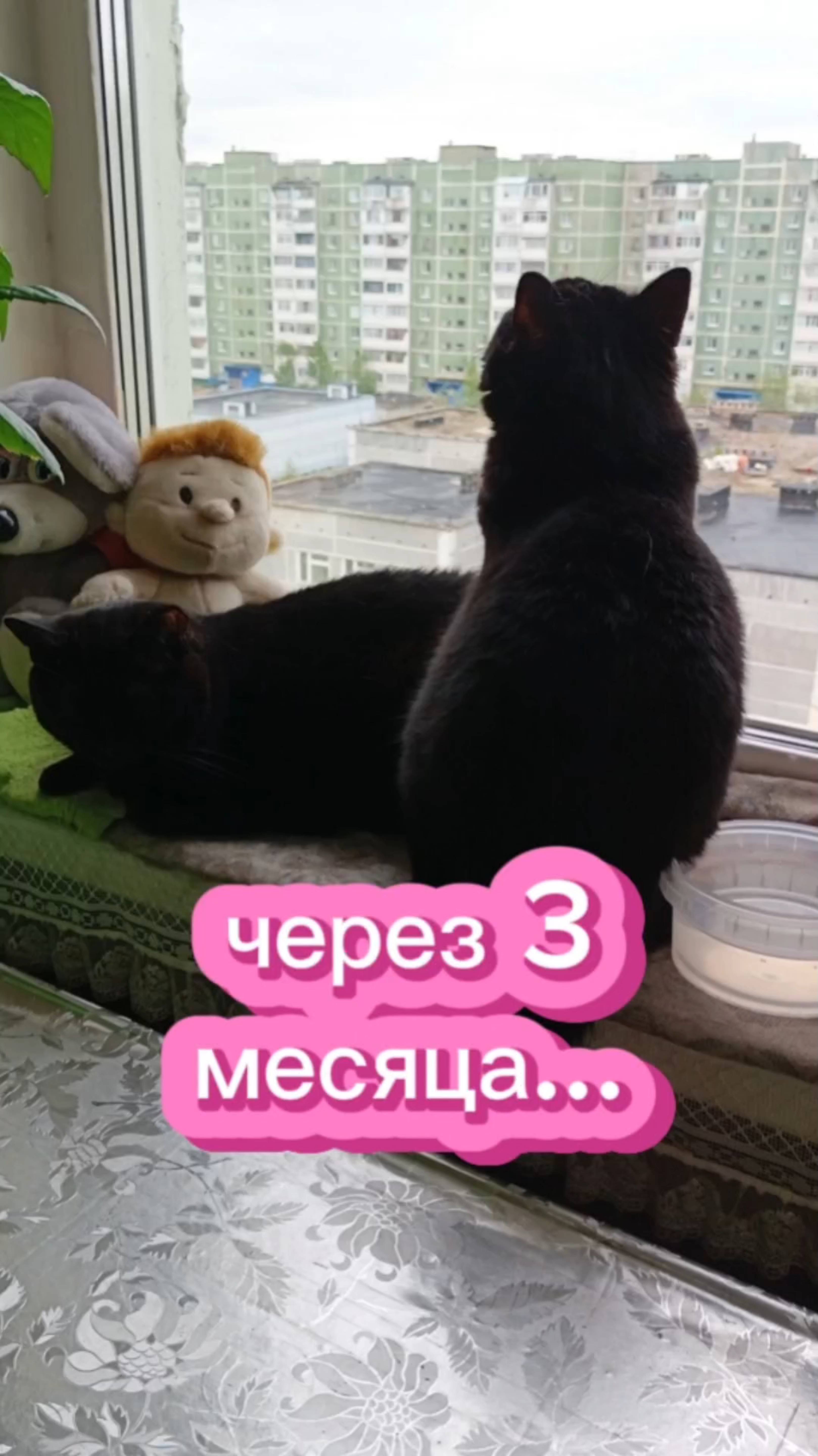 Через 3 месяца... 😂