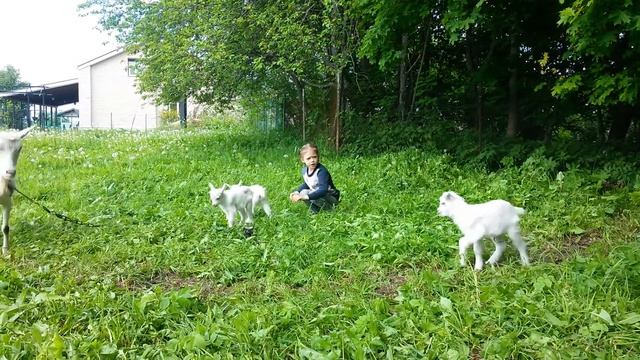 Козлята