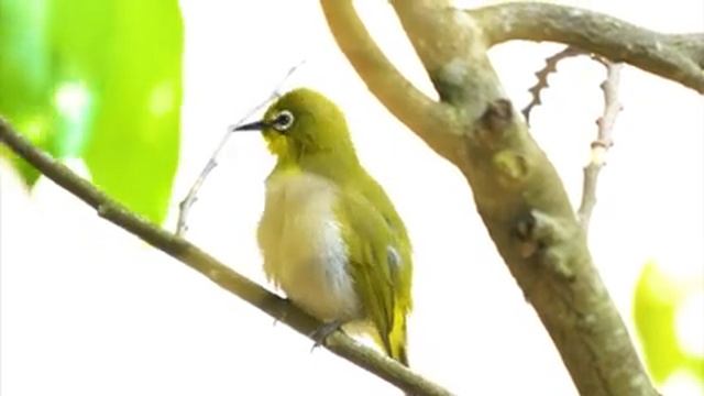 Птичья симфония для релаксации и сосредоточения Часть 7