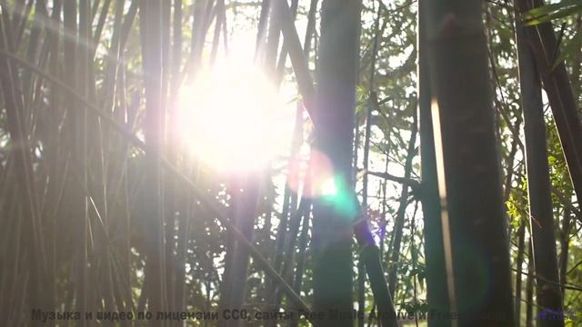 Под эту музыку природа дышит по-новому - _Tiempo Santo (VII) -- opo -- Estudios Indigeniformes
