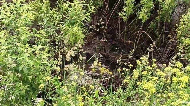 Новости Кирова 17.06.2025