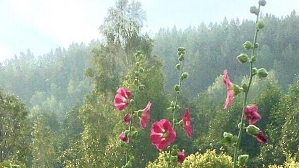 Ваш новый день!🙋✨🌞