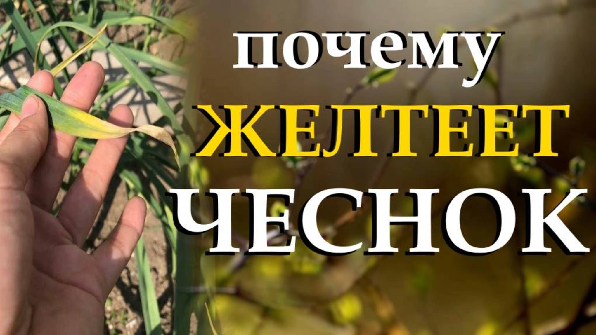 Я подкармливаю ВСЕ культуры этим средством! Вот что я добавляю в ведро (копеечный способ)