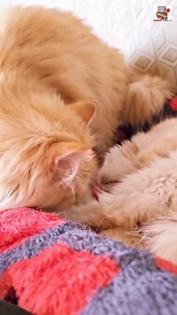 Пикселюша пришёл сказать Любимой "Доброе утро" 🌞😻❤️😽🍼🐈🐈🐈🐈🐈