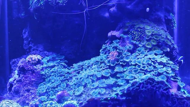 Мой морской аквариум Dennerle nano cube на 60 литров
