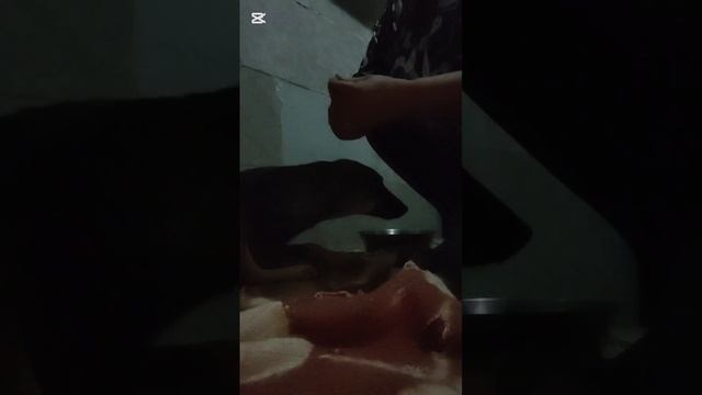 Забрала больную собаку с промысла
 Буду лечить сама