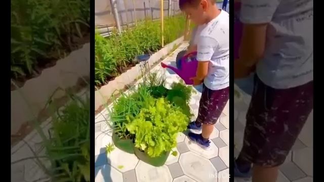 Вкусная зелень, выращенная с любовью вместе с детьми на продукции от фирмы АРГО ЭМ-1