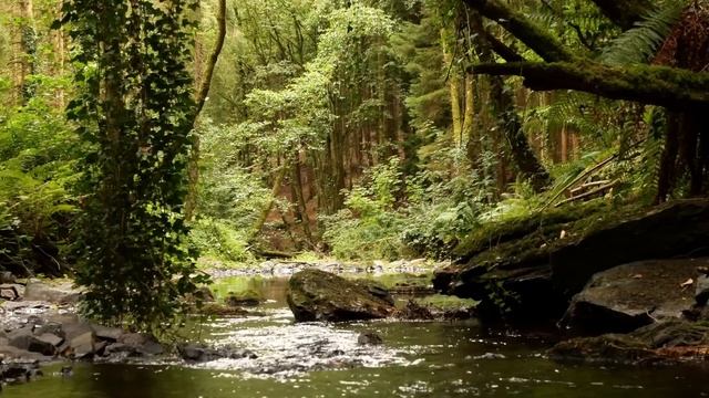 BEAUTIFUL BIRDSONG DEEP IN THE FOREST, RELAXING NATURE SOUNDS, SINGING NIGHTINGA